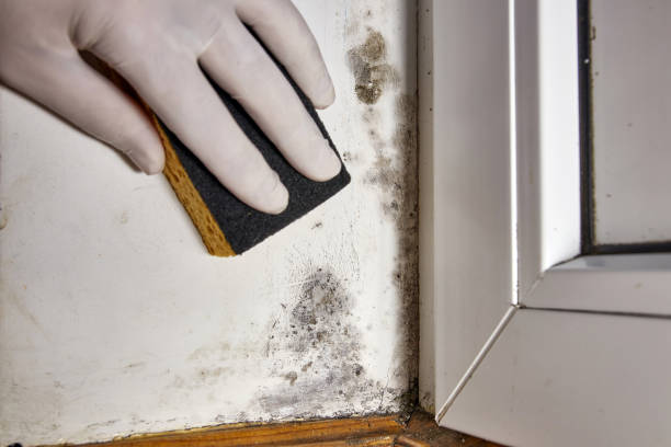 Best Commercial Mold Inspection  in Sheldon, TX